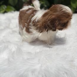 Boy3 - Black and white male Shih Tzu puppy in Covina, California from Shih_doodle_Co