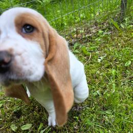 Daphne 3250 - Lemon and white female Basset Hound puppy in Big Rapids, Michigan from Basket Hound Bassets