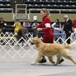 Golden Retriever Puppies from Aubergine Goldens