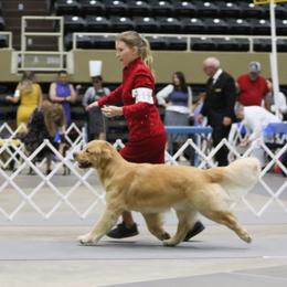Golden Retriever Puppies from Aubergine Goldens