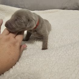 Boy 5 - Weimaraner puppy from Upstate Weims