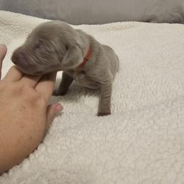 Boy 5 - Weimaraner puppy from Upstate Weims