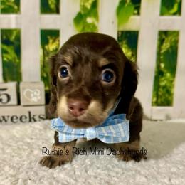 Fig - Chocolate and cream male Dachshund puppy in Lakeland, Florida from Ruthie’s Rich Mini Dachshunds