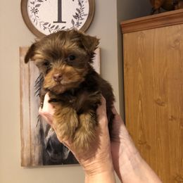 Yorkshire Terrier Puppies from Happy Days Acres and Yorkies