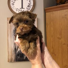 Yorkshire Terrier Puppies from Happy Days Acres and Yorkies