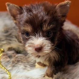 Buttercup - Chocolate, tan and white female Yorkshire Terrier puppy in Surprise, Arizona from Enchanted Yorkies