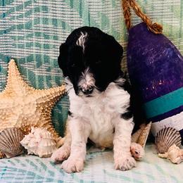 Finn - Parti male Poodle puppy in Harpers Ferry, West Virginia from Oso Perfect Poodles and Doodles