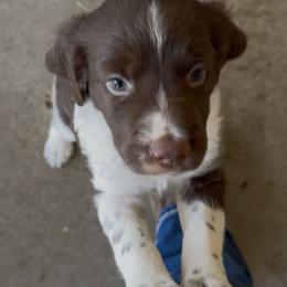 Boy 1 - Liver and white male Brittany puppy in Stillwater, Oklahoma from Kennel de Fowler