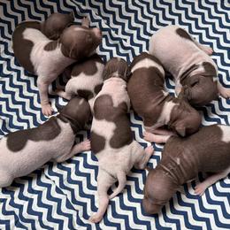 Dr.Pepper - White and chocolate male American Hairless Terrier puppy in Buckingham, Illinois from Gaus Hof