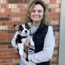 Pembroke Welsh Corgi Puppies from Loves Classic Corgis