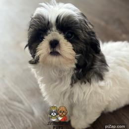 Milo - Sable and white male Shih Tzu puppy in Walkertown, North Carolina from Lil’ Bit’s Shih Tzu
