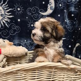 Girl 1 - Fawn brindle female Havanese puppy in Manchester, Texas from Mimi's Havanese