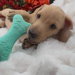 Cheree - Cream female Dachshund puppy in Woodland, California from Long Little Doggies