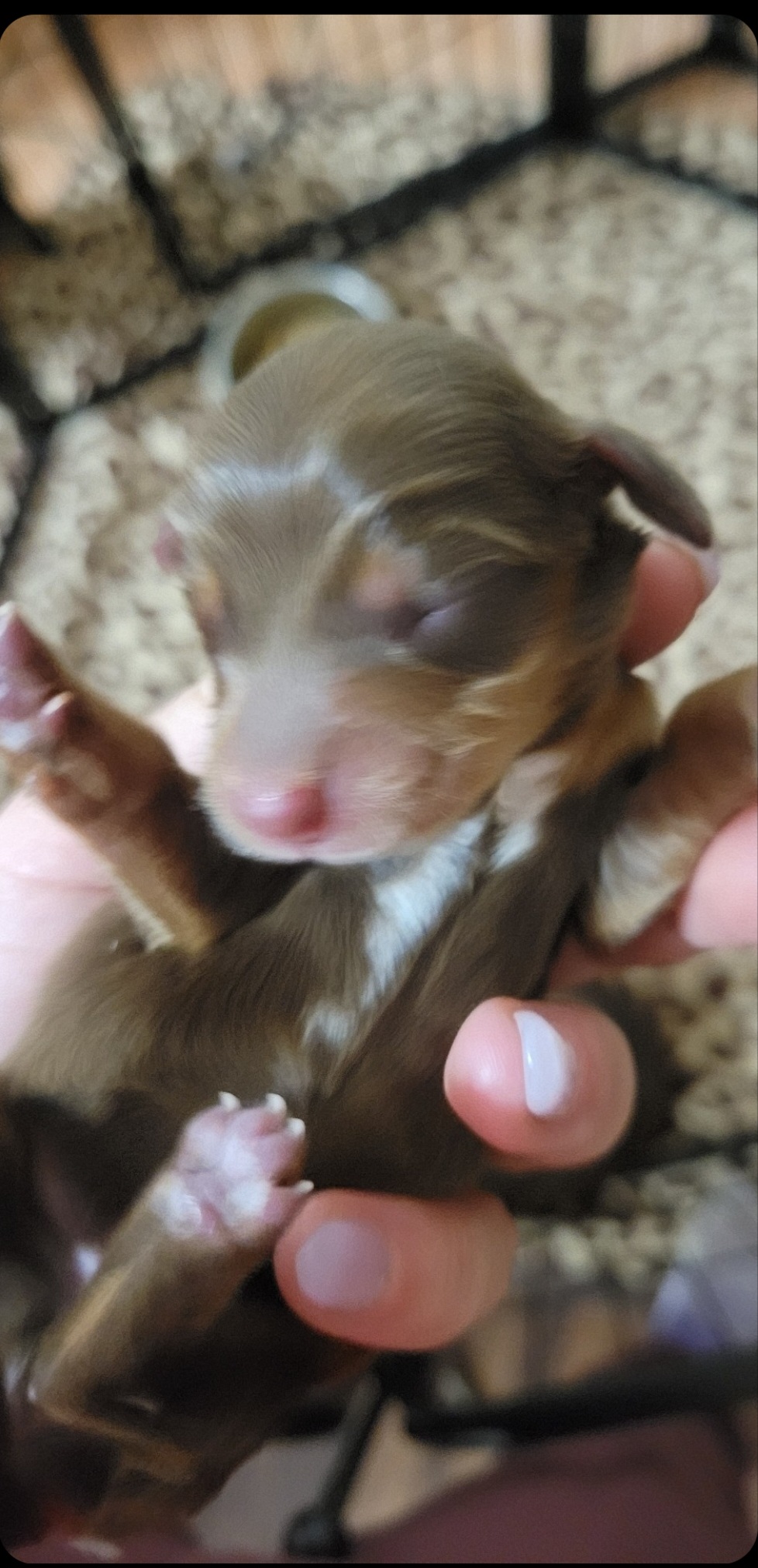 Girl 2 - Chocolate and tan Dachshund puppy in Choctaw, Oklahoma from TS Performance Horses & Dachshunds