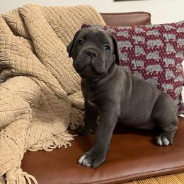 Stormi - Gray female Cane Corso puppy in Utah from 3Lake Kennelz