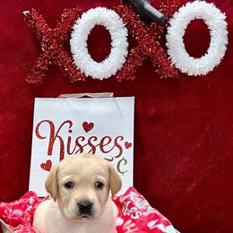 Girl 2 Orange Collar - Yellow Labrador Retriever puppy in Sandpoint, Idaho from Allen Sunnyside AKC Labs