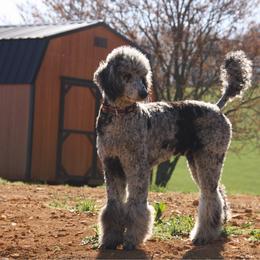 Poodle puppies from 5AFarms