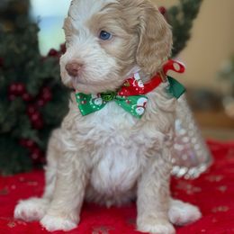 Gilbert - Yellow and white male Bernedoodle puppy in Yuciapa, California from AlltheDoodlez_