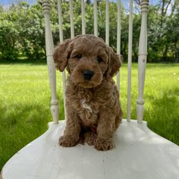 Boy 4 - male Australian Labradoodle puppy in Chelsea, Michigan from Michigan Labradoodles