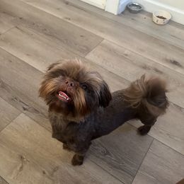 Luna - Liver female Shih Tzu puppy in Yakima, Washington from Angel Tails Shih Tzu of Washington State