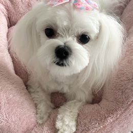 Gracie - Maltese
