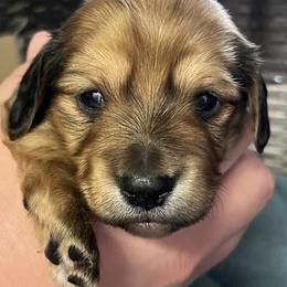 Cinder - Cream female Dachshund puppy in Townsend, Montana from Rocky Mountain Wieners