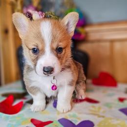 Etta Stone - Red female Pembroke Welsh Corgi puppy in Fortine, Montana from North Star Pembroke Welsh Corgi's