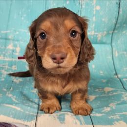 Hopper (pink collar) - Chocolate and tan male Dachshund puppy in Anaconda, Montana from Williams Family Dachshunds