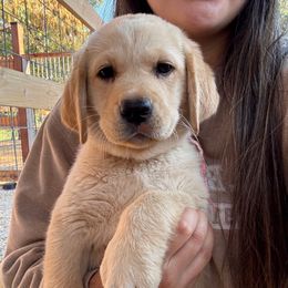 Hot pink collar - Yellow female Labrador Retriever puppy in Escalon, California from Hansen Retrievers