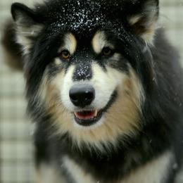 Renfri - Alaskan Malamute