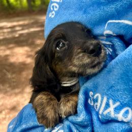 Padme AKC OFA CHIC - Black and tan female Dachshund puppy in El Dorado, Arkansas from LovelylilDoxies