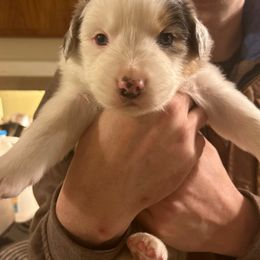 Australian Shepherd Puppies from Cherry City Kennels