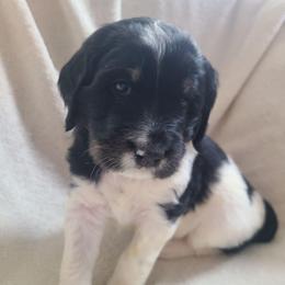Cookie - Black and white female Bernedoodle puppy in Brigham City, Utah from Prairie Rose Doodles
