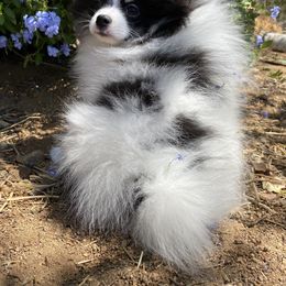Pomeranian, Pomsky, and Siberian Husky Puppies from Pine and Sea Pomskies