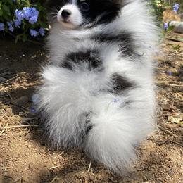 Pomeranian, Pomsky, and Siberian Husky Puppies from Pine and Sea Pomskies