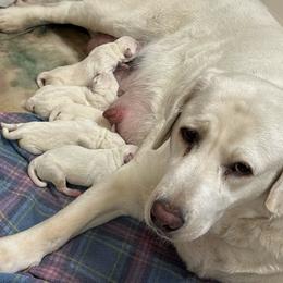George (Washington) - Yellow male Labrador Retriever puppy in Turner, Maine from Bear Pond Retrievers