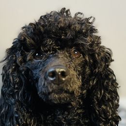 Assorted Doodle Crosses and Cavapoos from Sunshine Creek Farm