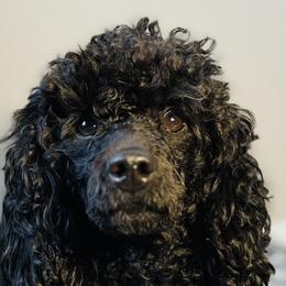 Assorted Doodle Crosses and Cavapoos from Sunshine Creek Farm