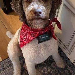 Goldendoodles and Poodles from Hey Doodle Doodle