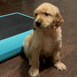 Golden Retriever Puppies from Strive Goldens