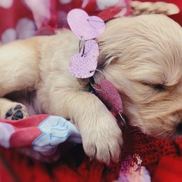 Golden Retriever Puppies from Great Lakes Golden Retreivers