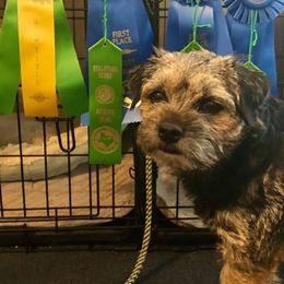 Border Terrier All Grown Up from Hardtack