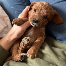 Ryder - Apricot male Cavapoo puppy in Battle Lake, Minnesota from Panda Puppies
