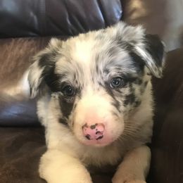 Border Collie Puppies from By Design Farm