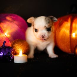 Chihuahua Puppies from Arizona Adventure Chihuahuas