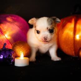 Chihuahua Puppies from Arizona Adventure Chihuahuas