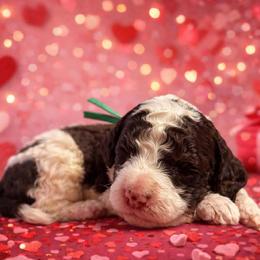 Green collar - Brown and white male Sheepadoodle puppy in Inman, South Carolina from Mossy Doodles LLC