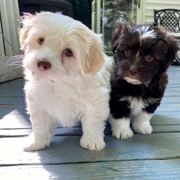 Havanese Puppies from Coco’s Puppies