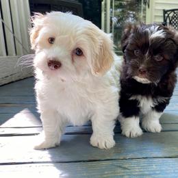 Havanese Puppies from Coco’s Puppies