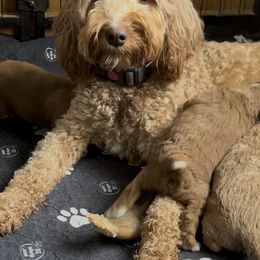 Violet - Goldendoodle